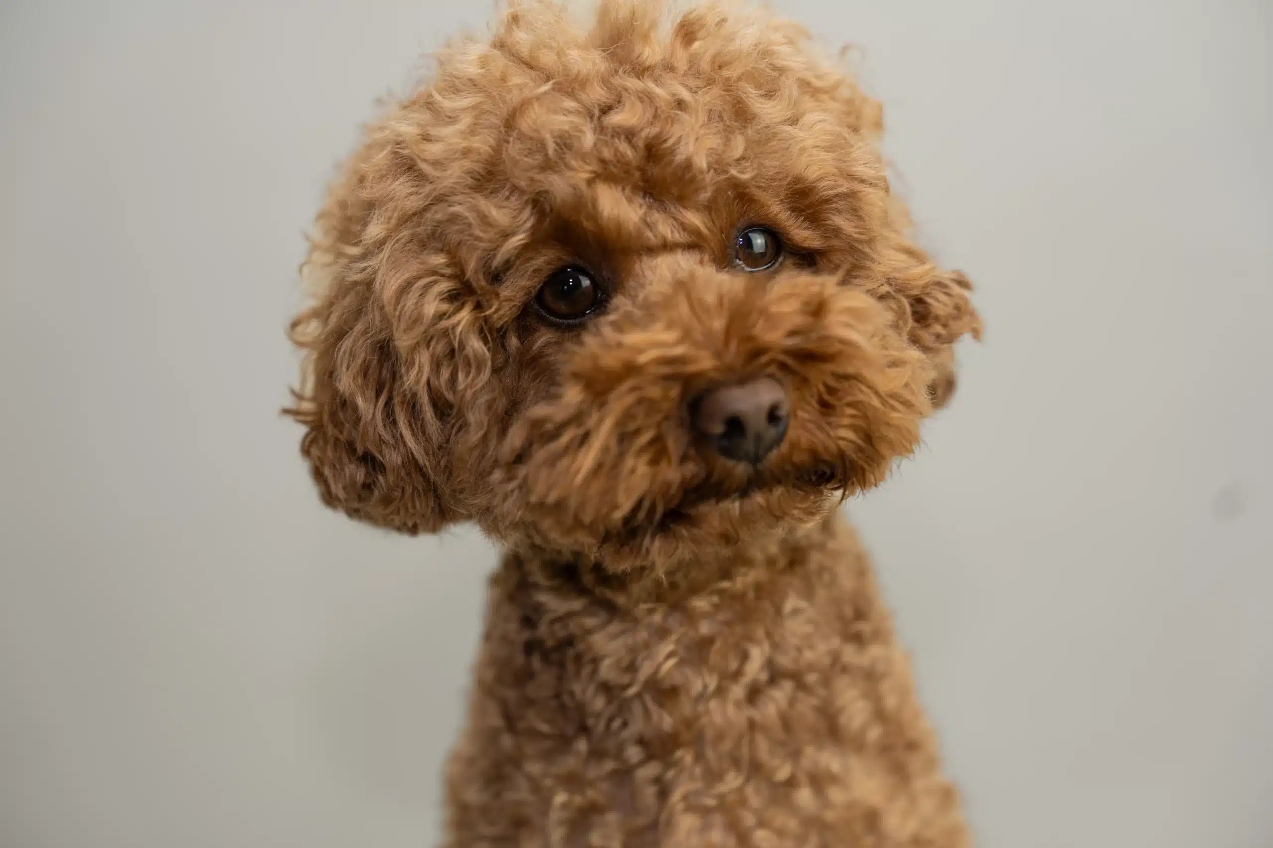 Was- en droogroutine voor Labradoodle, Poedel of Pomeranian
