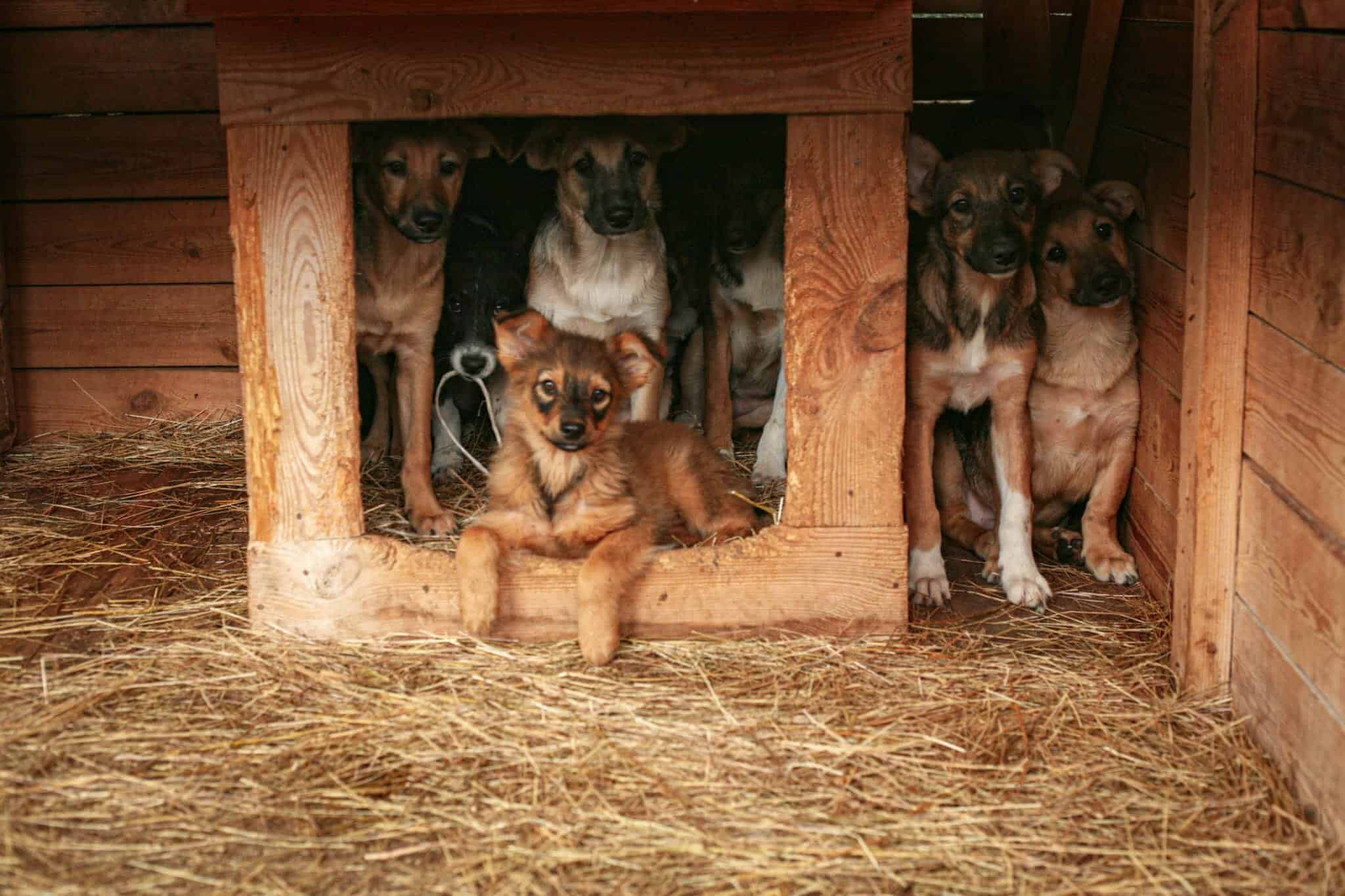 Puppy's in een kennel