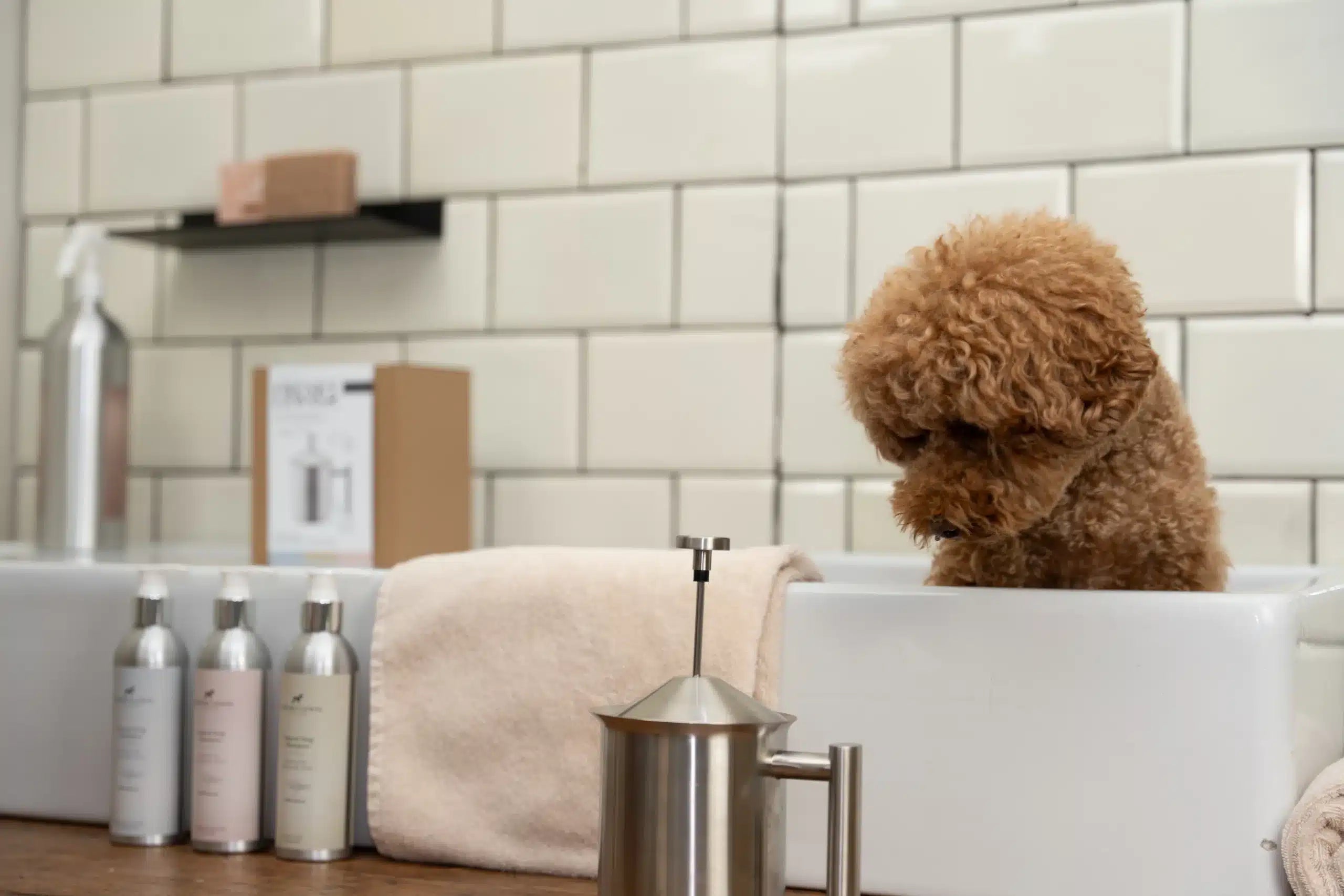 Labradoodle wordt gewassen met natuurlijke shampoo