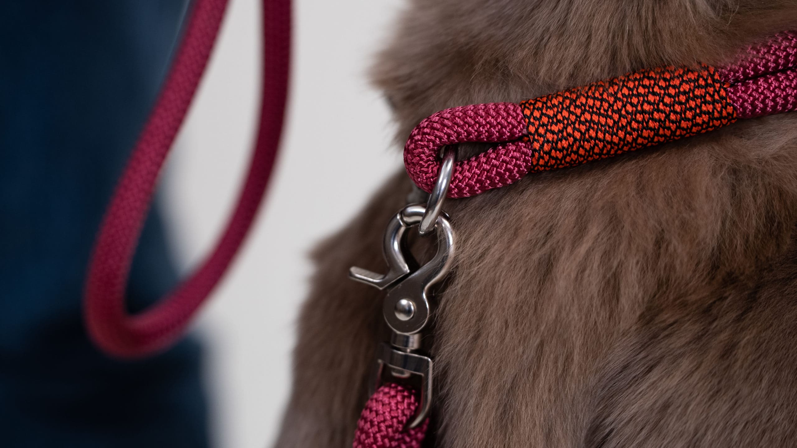 Hands Free Leash - Purple Poppy - 250cm