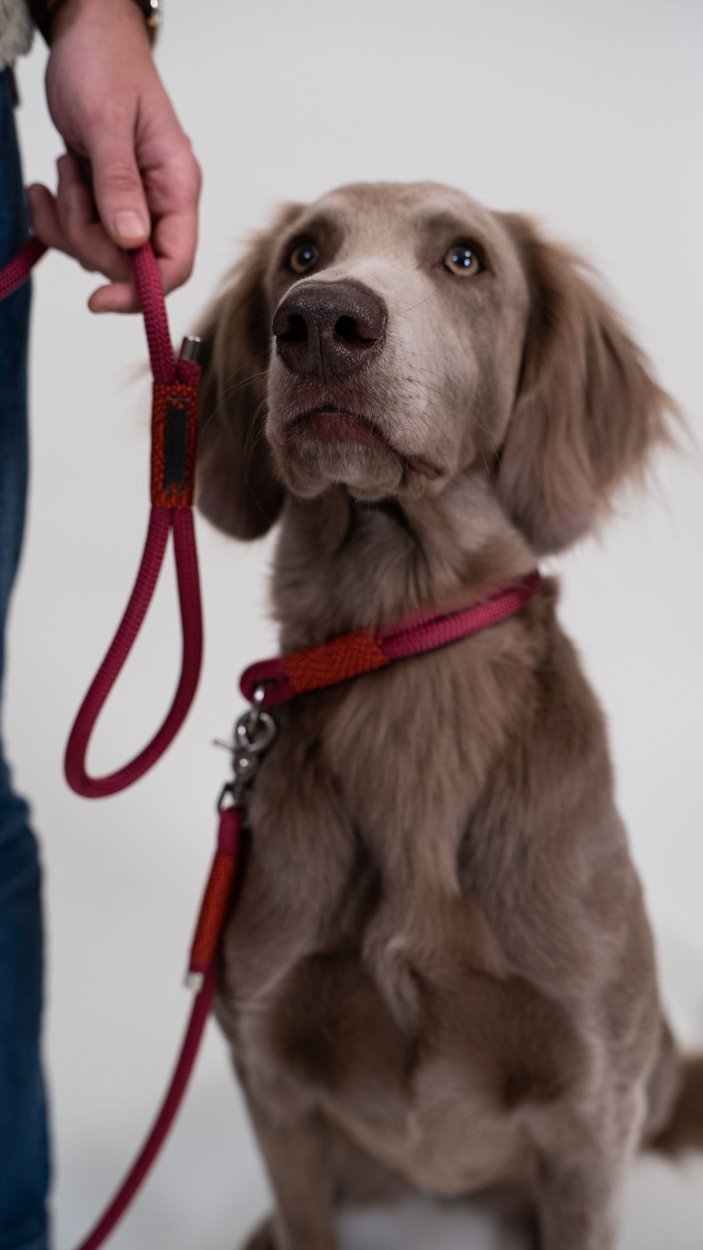 Dog Leash - Purple Poppy - 190cm